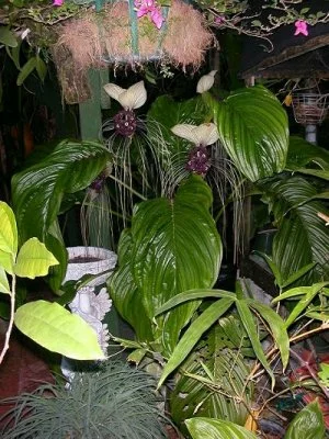 Tacca