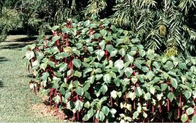 Acalypha hispida - Chenille Plant