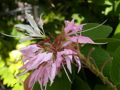 Bauhinia divaricata - Flower