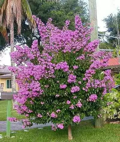 Bougainvillea arborea Bush