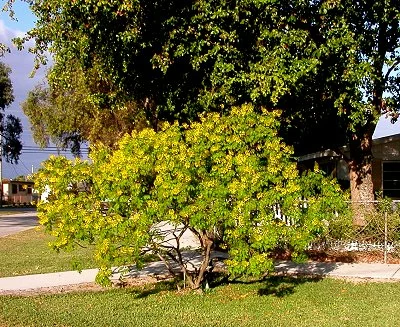 Caesalpinia pulcherrima, Dwarf Ponciana, Barbados Pride