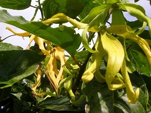 Ylang Ylang