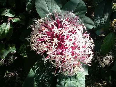 Clerodendrum quadriloculare  - Starburst