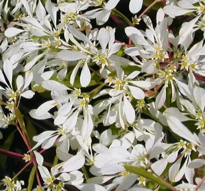 Euphorbia leucocephala flower