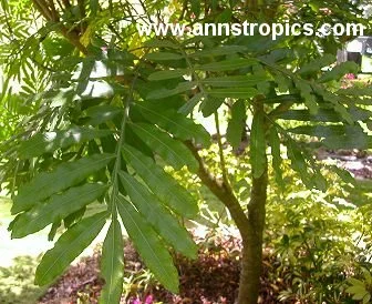 Filicium decipiens - Japanese Fern Tree