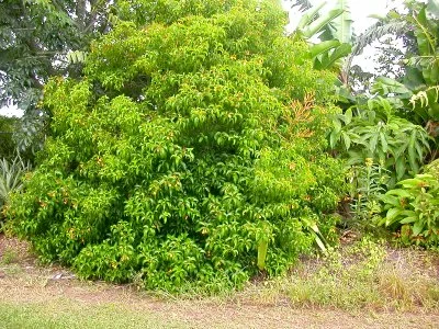 Hamelia cuprea, Bahama Firebush