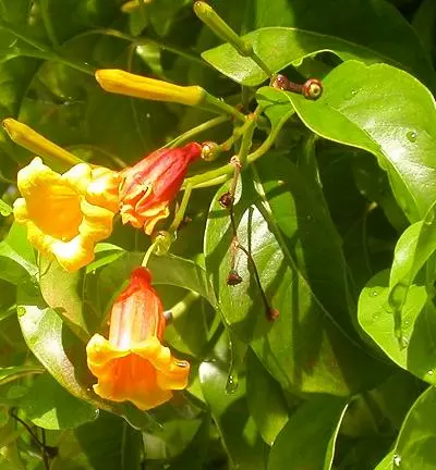 Hamelia cuprea, Bahama Firebush