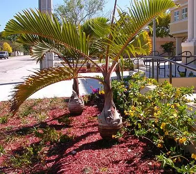 Livistona chinensis - Chinese Fan Palm