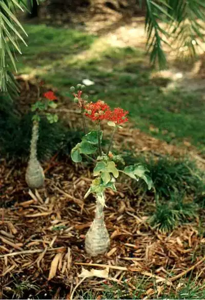 Jatropha podagrica  --  Gout Plant;  Guatamalan Rhubarb