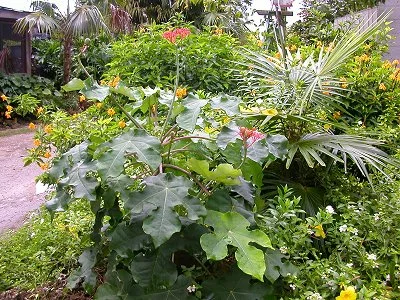 Jatropha podagrica, Gout Plant