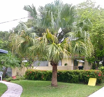 Livistona chinensis - Chinese Fan Palm