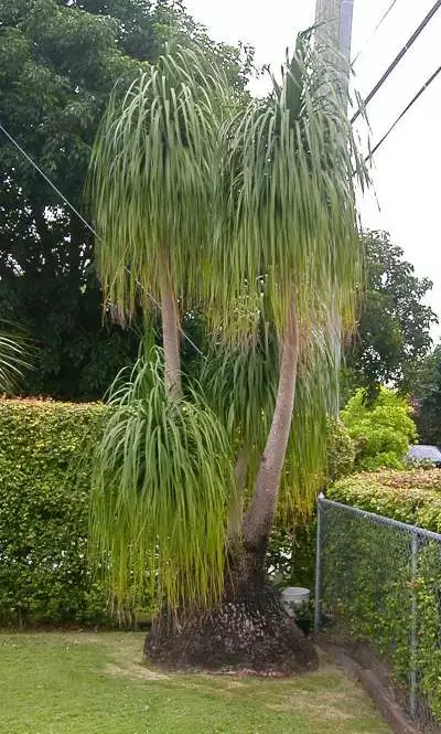 Nolina recurvata - Pony Tail Palm