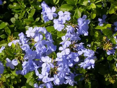 Plumbago auriculata - Imperial Blue