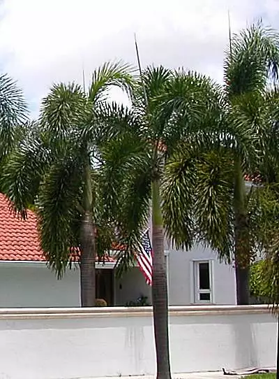 Wodyetia bifurcata --  Foxtail Palm