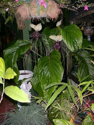 White Bat Plant - Tacca integrifolia